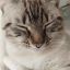 Котость
